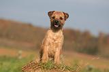 BORDER TERRIER 171